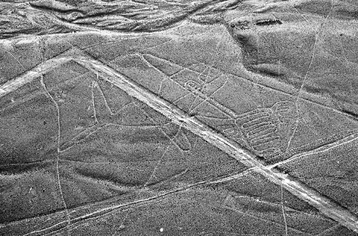 Nazca: la baleine