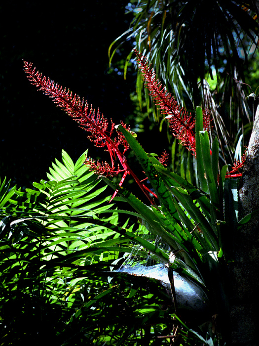 Broméliacées dans la jungle de Petén, Tikal, Guatemala