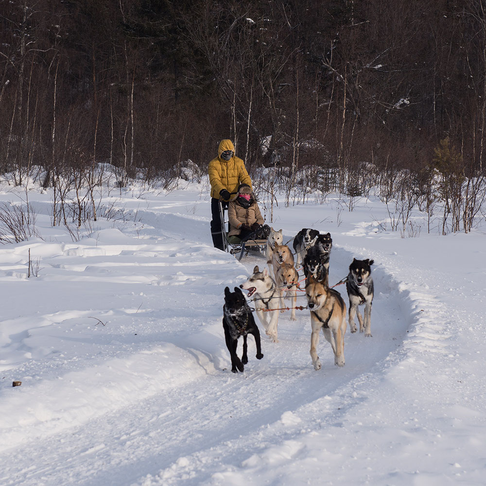 Chiens Huskys de Sibrie