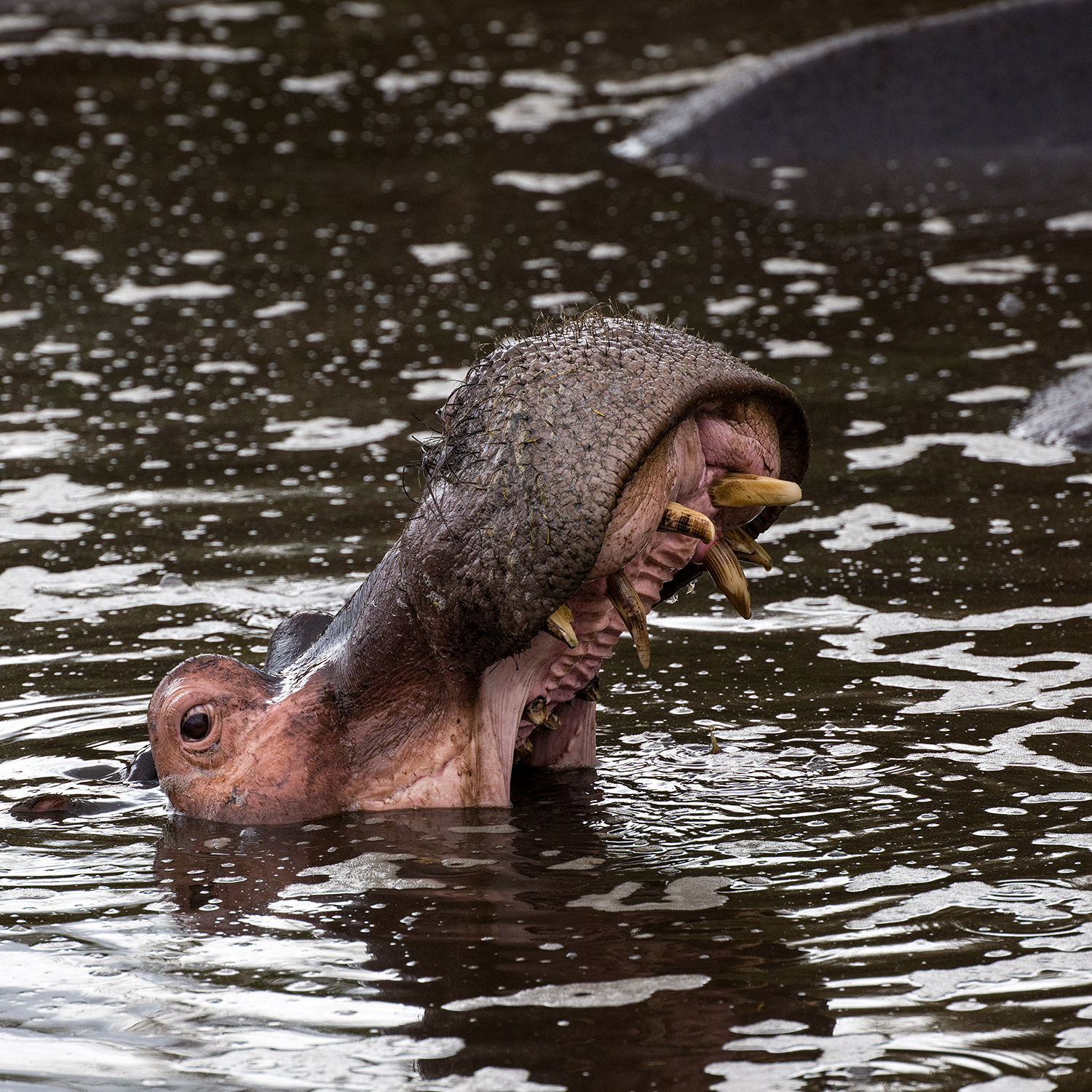 Hippopotame (Hippopotamus amphibius), Serengeti, Tanzanie