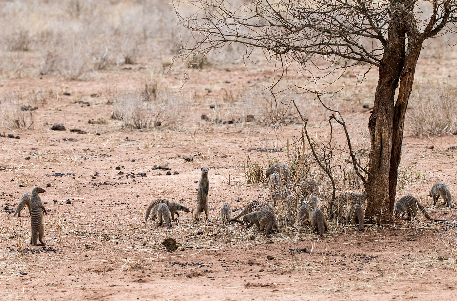 Mangoustes rayées (Mungos mungo), Tarangire, Tanzanie