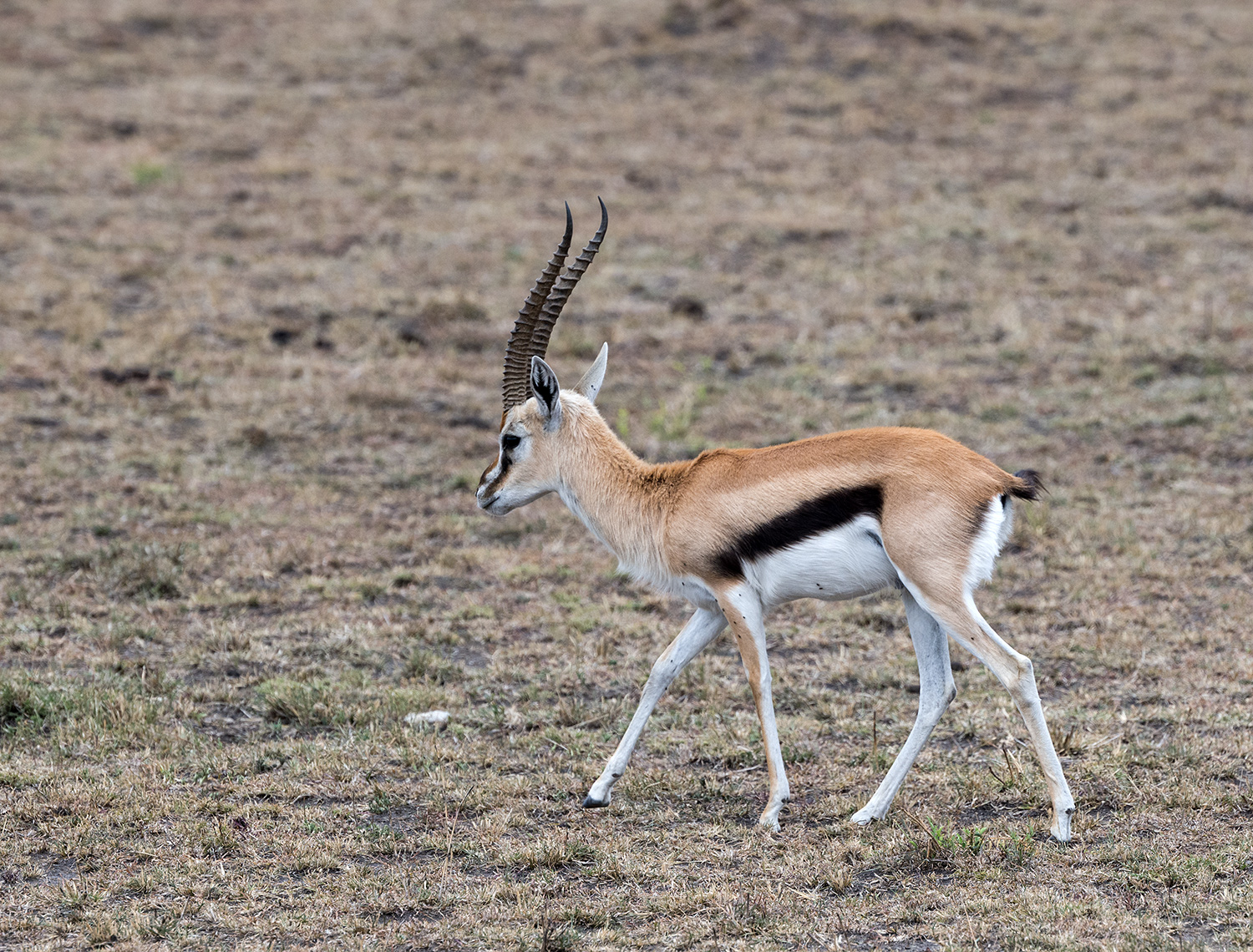 Gazelle de Thomson (Eudorcas thomsonii), Serengeti, Tanzanie