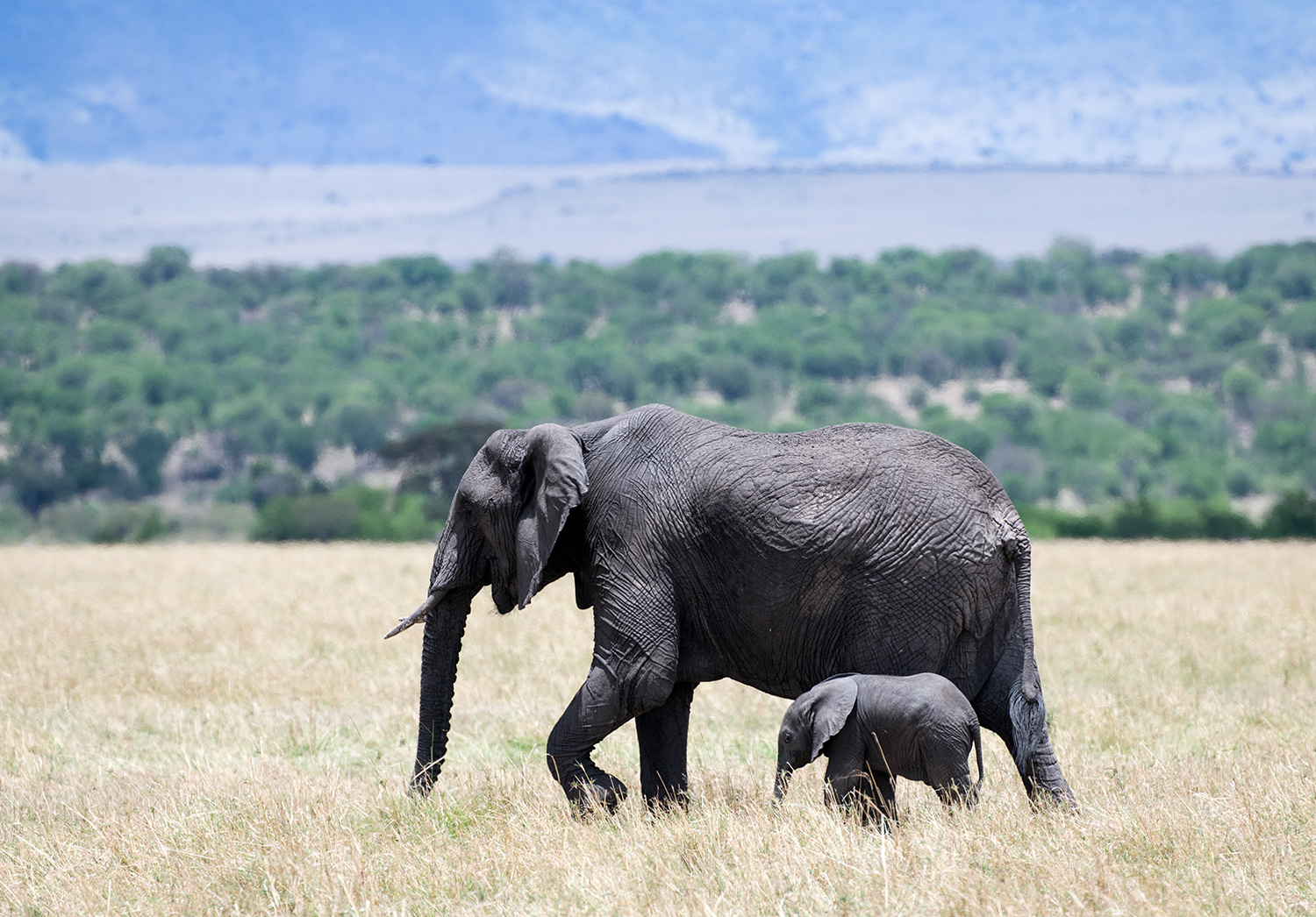 Eléphants, mère et son petit, Serengeti, Tanzanie,